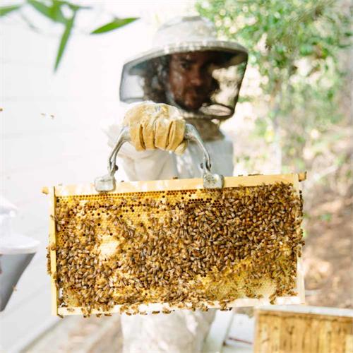 vendor image