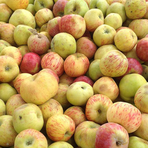 vendor image