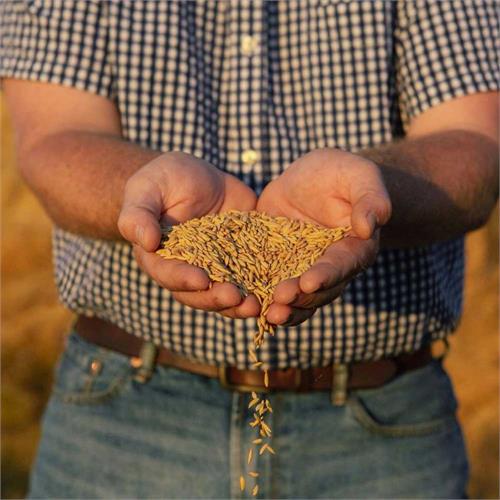 vendor image