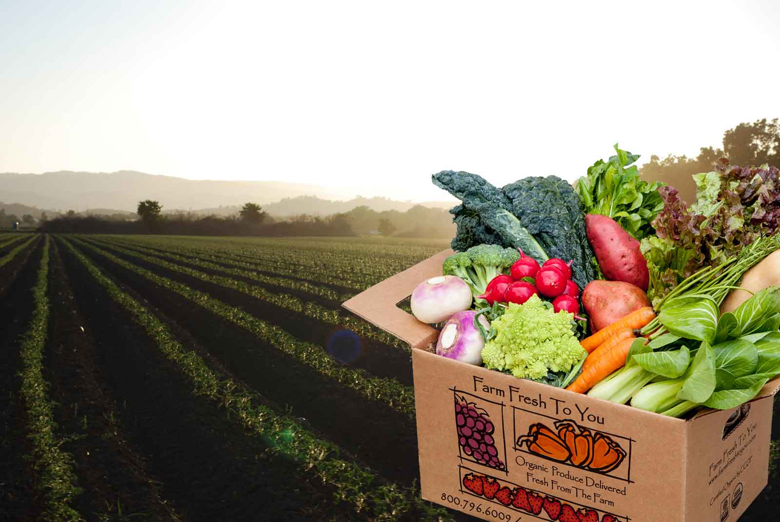 fresh local vegetables delivered