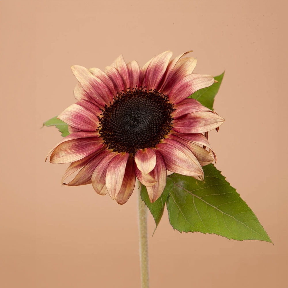 Plantgem Procut Plum Sunflower Seeds